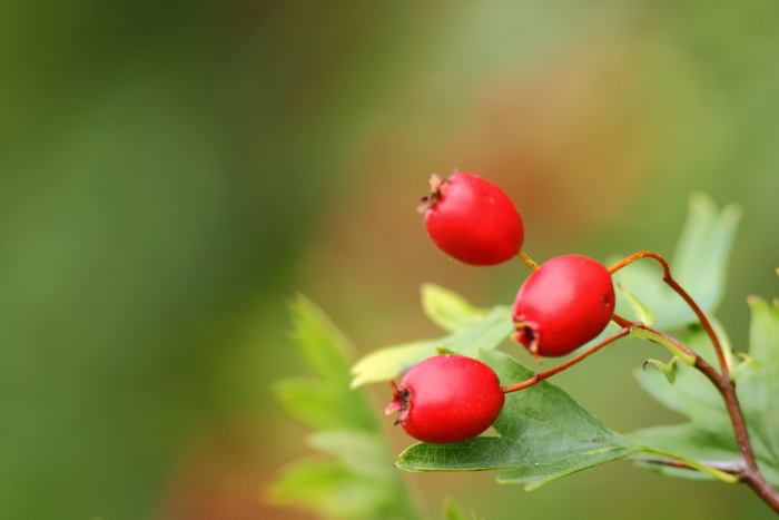 IMG_6016 pour web.JPG