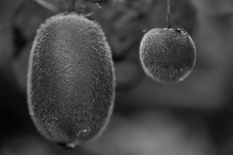 Père &  fils de KIWI.jpg