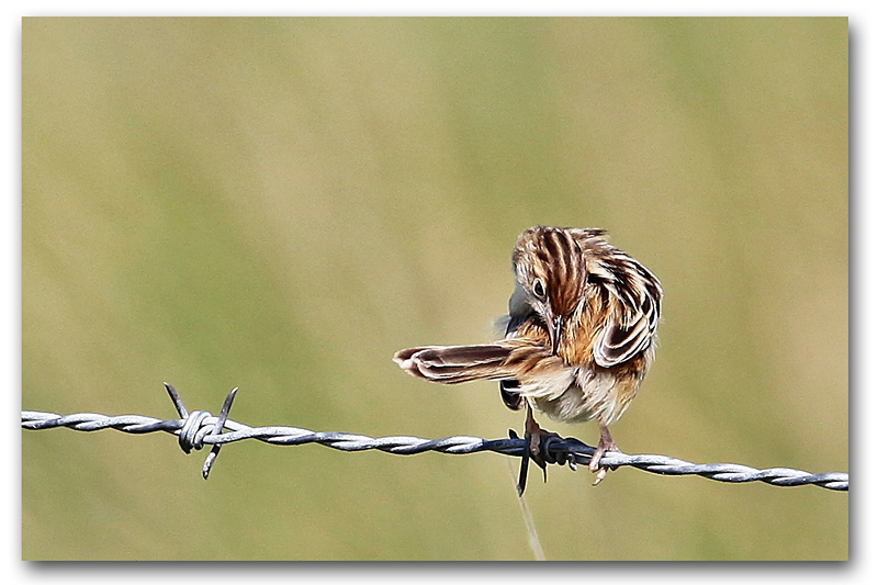 Cisticole des joncs 13 copie.jpg