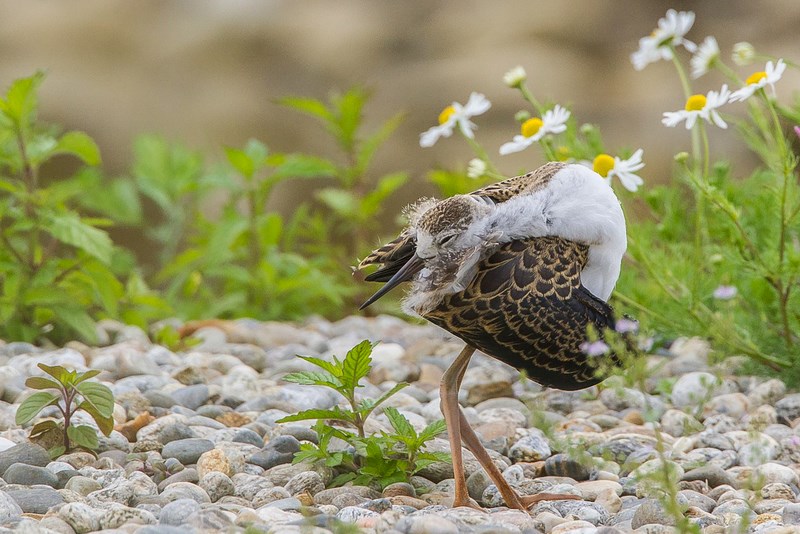 192 (Copier)-2 (Copier).JPG