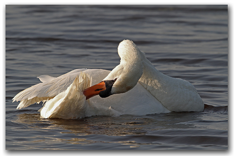 Cygne tuberculé toilettage 2 copie.jpg