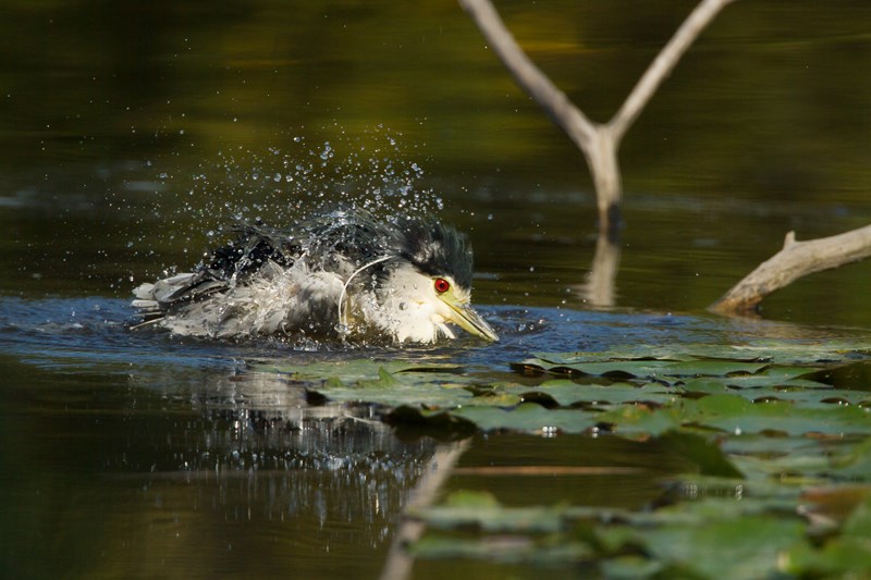 26092013-IMG_1294 (Copier).JPG