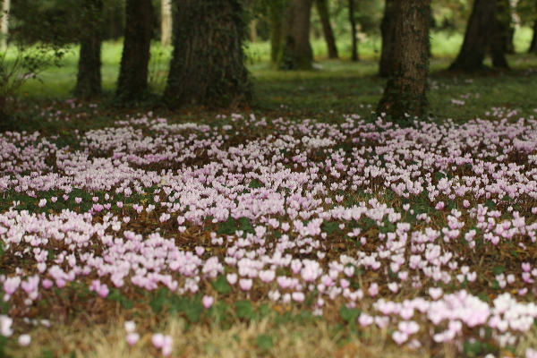 IMG2_8555.jpg