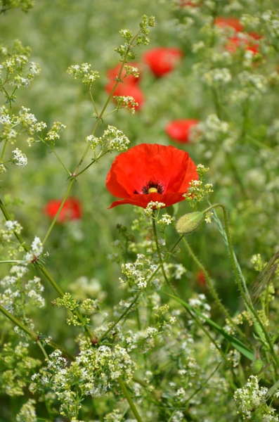 DSC_1046.JPG