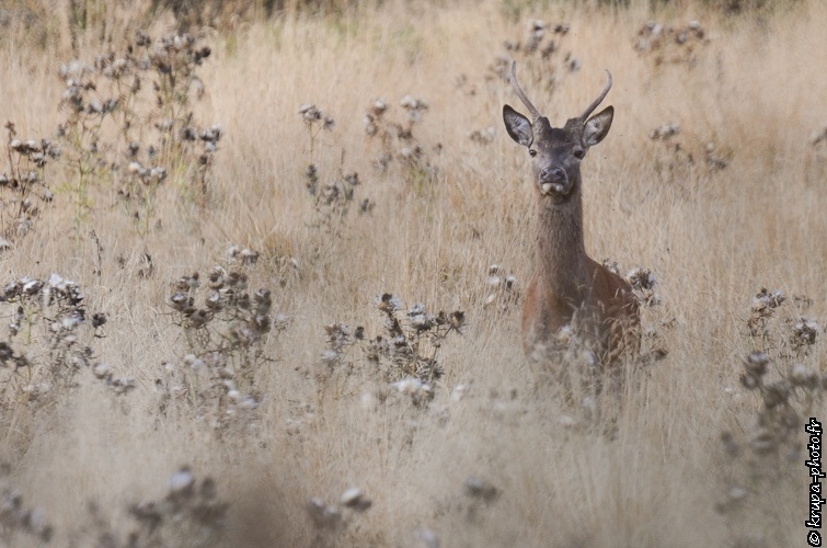 20120924122059-1f6ae636.jpg