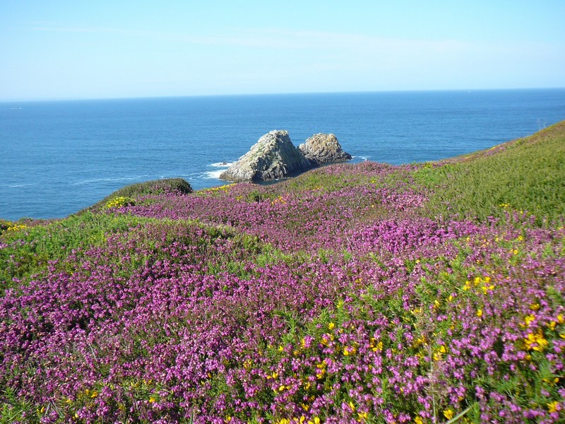 champs de bruyères Presqu'île de Crozon.jpg