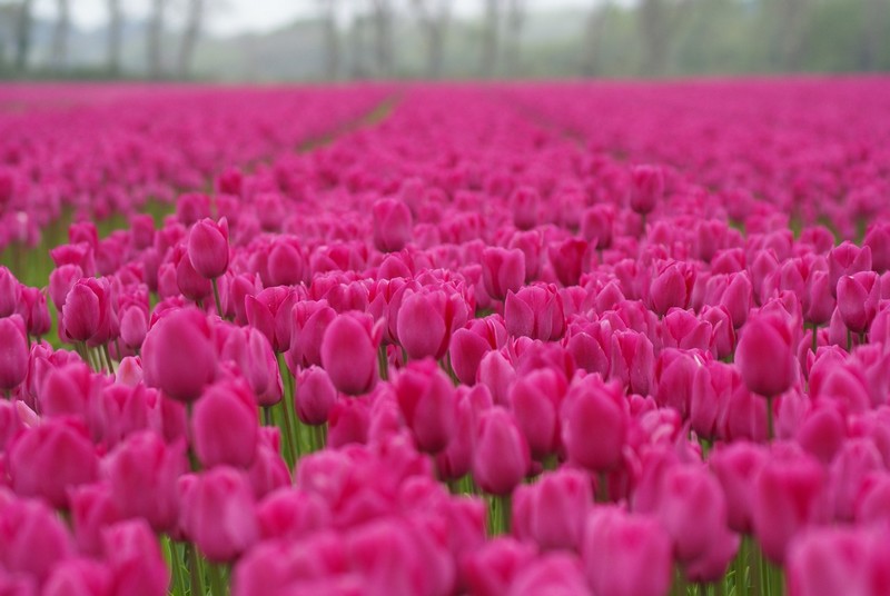 champs de tulipes.jpg