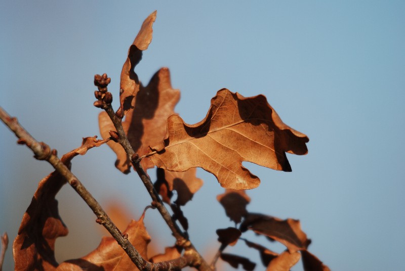 DSC_0062.JPG