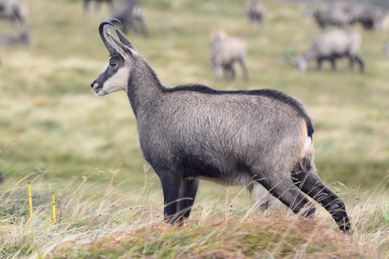 01 Hohneck chamois.jpg