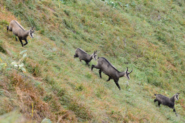 03 Hohneck chamois_01.JPG