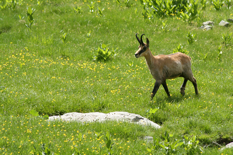 chamois_mercantour1.jpg