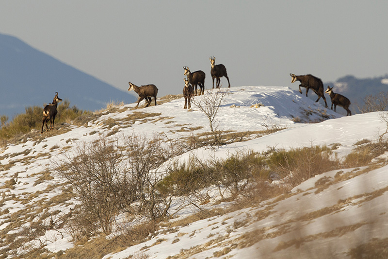 chamois1.jpg