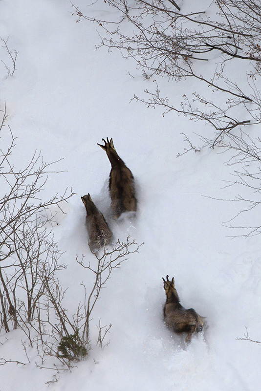 chamois2.jpg