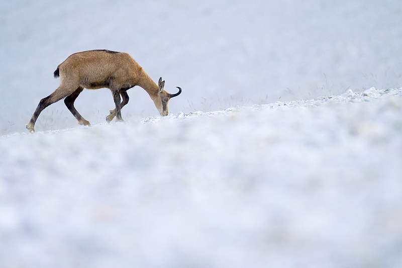 20120725 Chamois_37.JPG