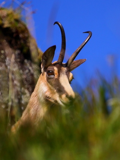 Chamois caché dans la végétation 1.JPG
