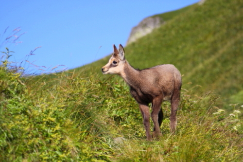 Jeune Chamois au printemps 3.JPG