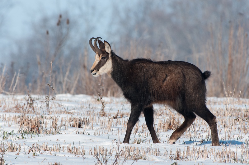chamois_IB_2013_036.jpg