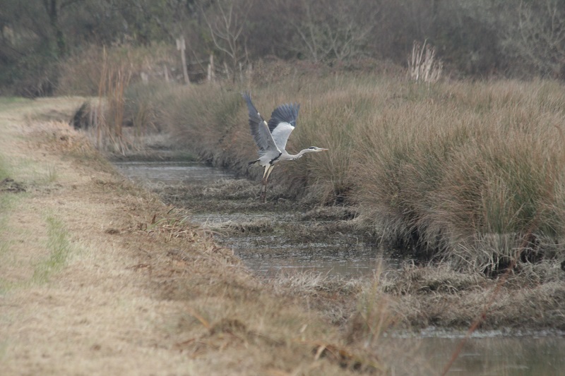 IMG_8427 - Copie.JPG