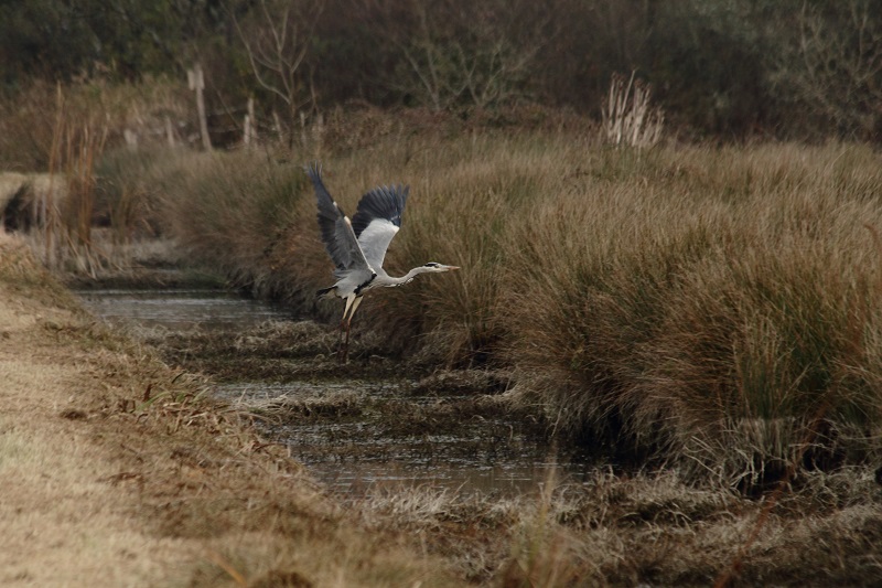 IMG_8427 1 - Copie.JPG