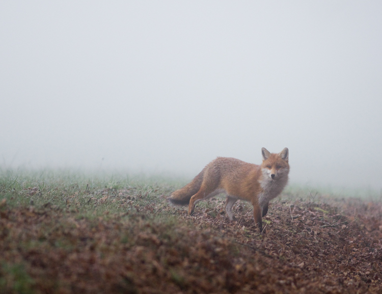 Renard decembre 0 2013.jpg