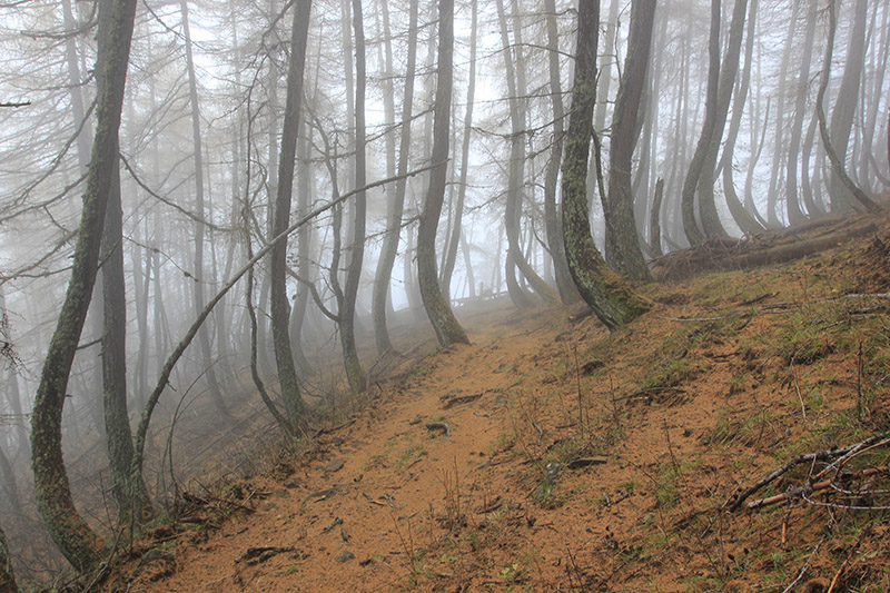 Brume en forêt.jpg