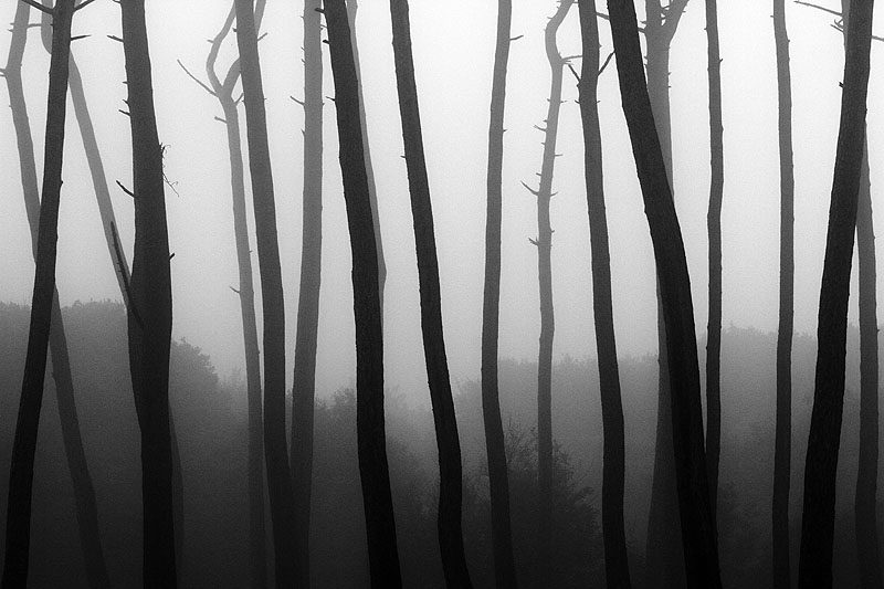 Troncs et brume.JPG