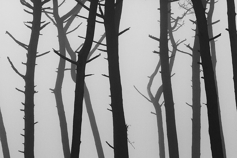 Troncs et brume -2.JPG