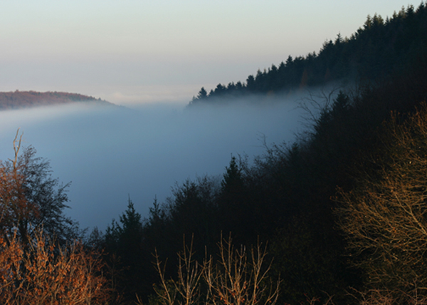 Brume contre forets IN.jpg