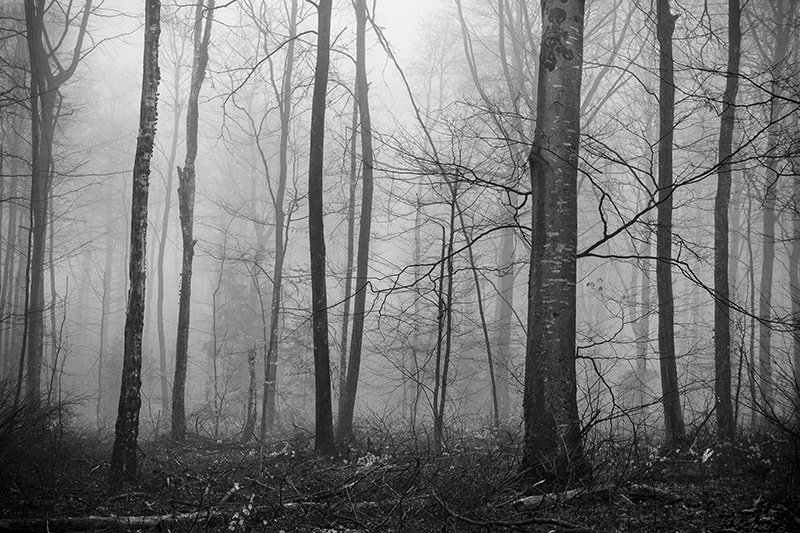 _MG_9530.jpg