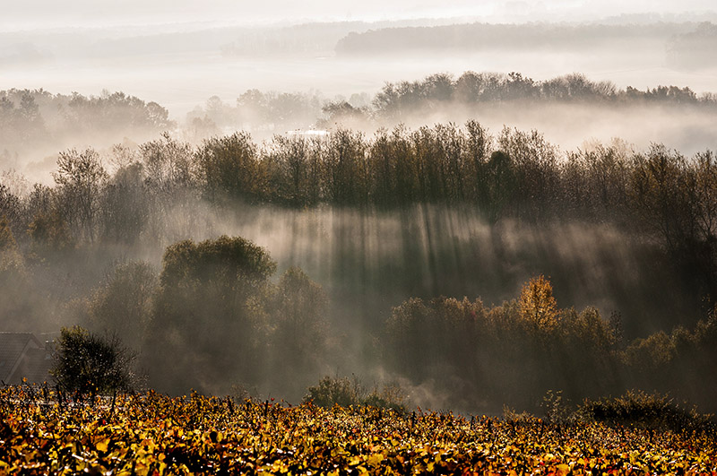 brume photo 2.jpg