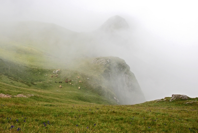 OSSAU   21.07.2011  67  Troupeau dans la brume.jpg