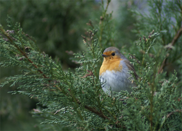 rg (157) - Copie.jpg