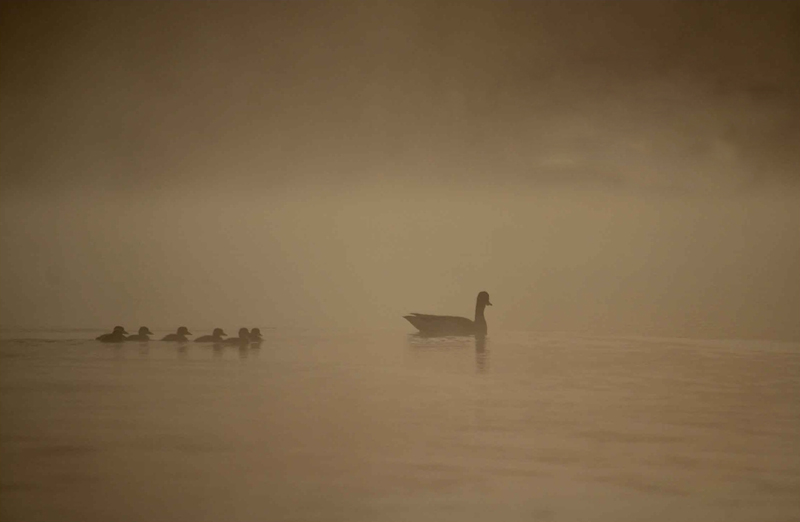 10tadorne de belon famille .jpg