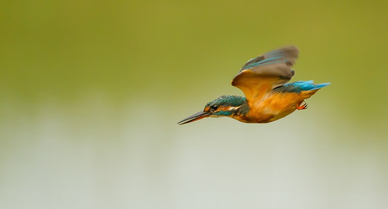 25092013-IMG_0917 (Copier).JPG