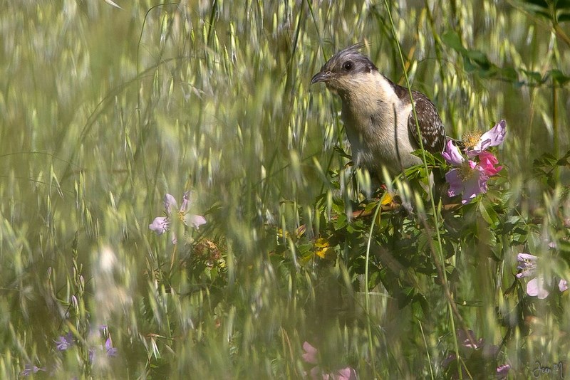 336 (Copier) (Copier).JPG