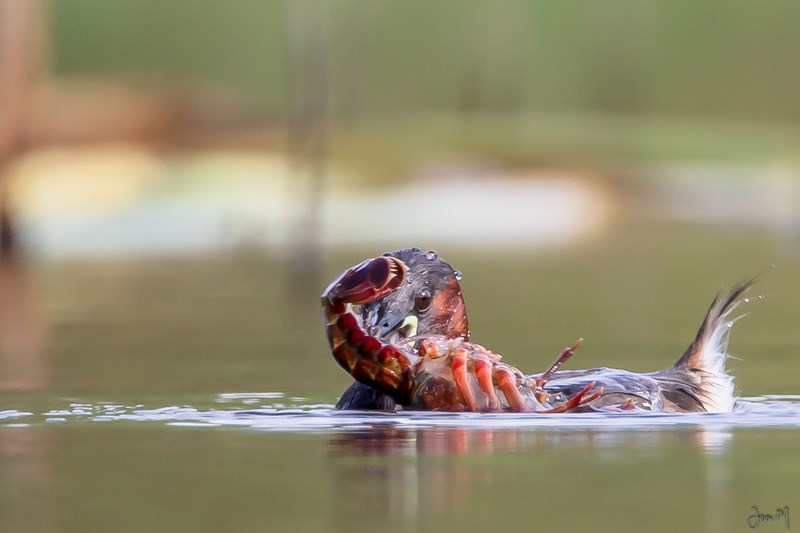 08082013-IMG_4542 (Copier).JPG