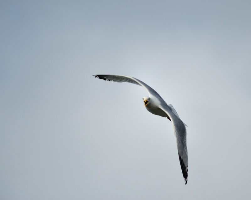 Goeland - juin.jpg