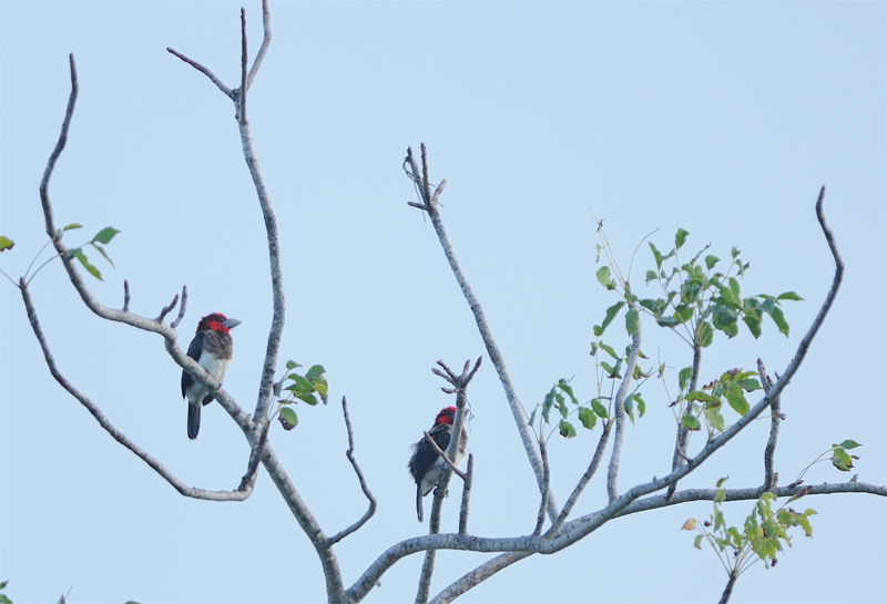DSC_3111.jpg