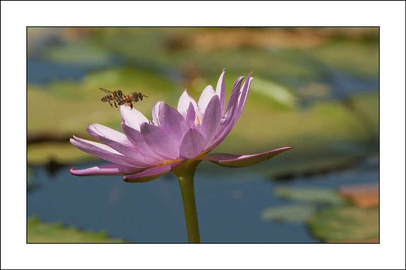2-Février-les 2 abeilles et le nénuphar-mini.jpg