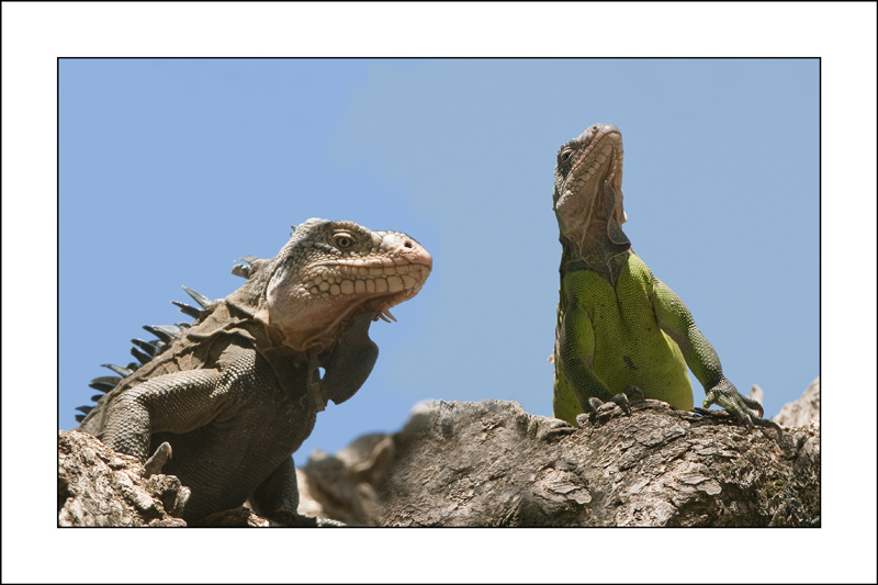 3-Mars-Mr et Mme iguane-mini.jpg