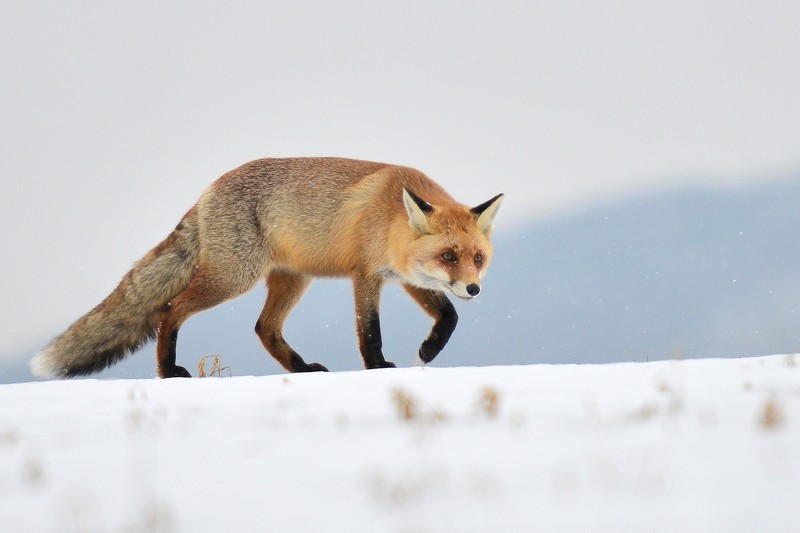 3- le renard en chasse.jpg