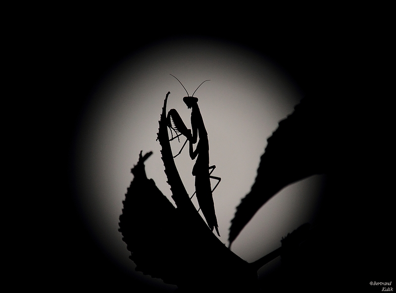 Microcosmos aout.JPG