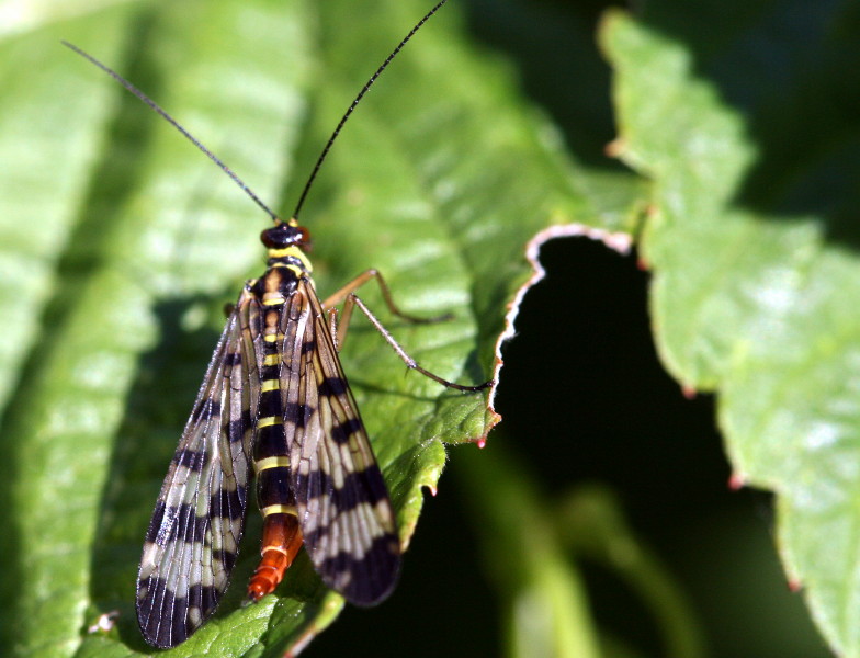 Photos MACRO 1 029_1.jpg