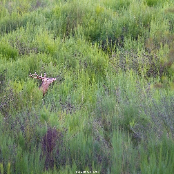 20131002 cerf_5.jpg