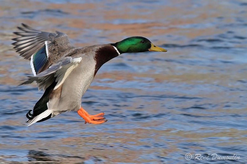 colvert 78457Mphf-in.jpg