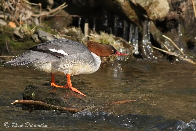 harbie 78629JFphf-in.jpg