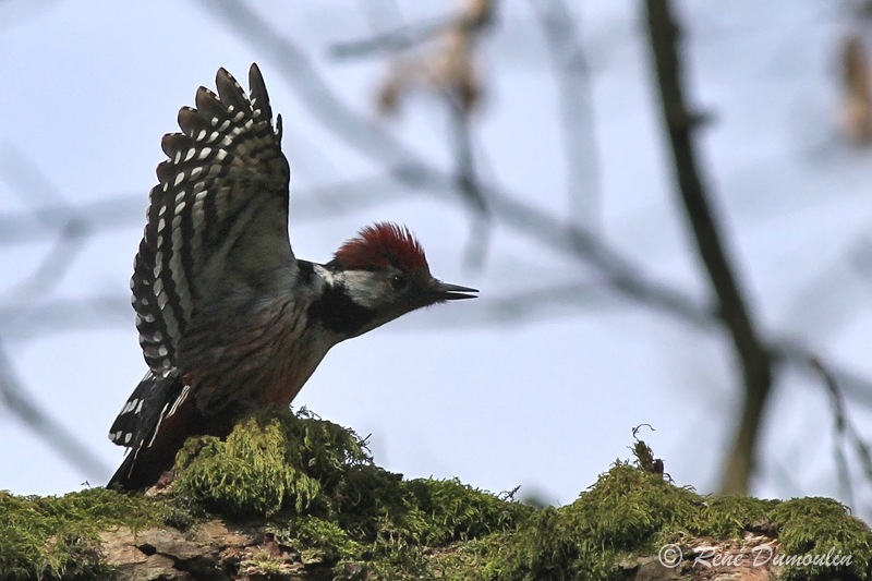 picmar 83067phf-in.jpg