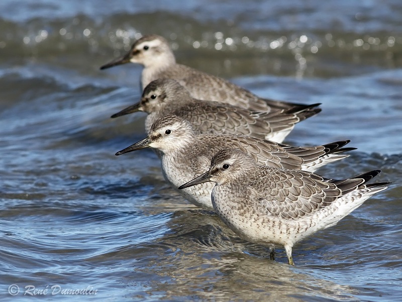 maubeche 95565phf-in.jpg