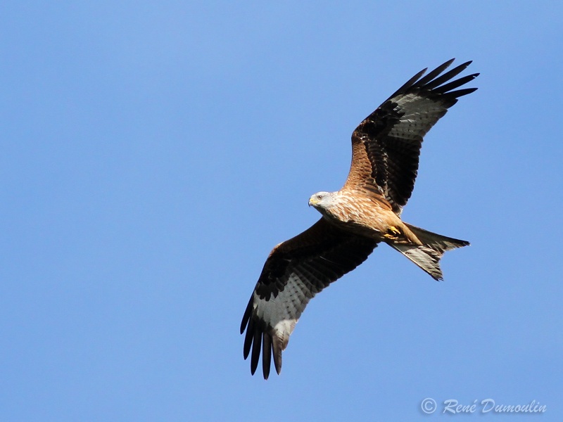 milroy 99270phfNAT-in.jpg