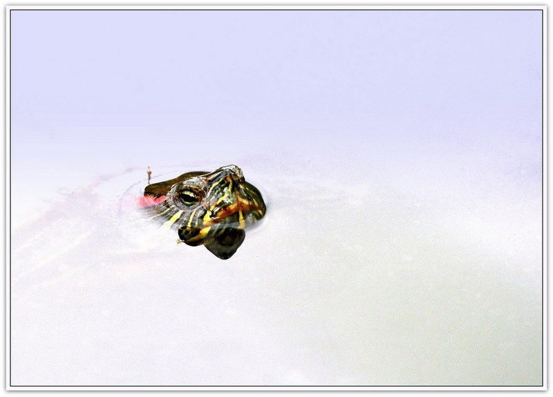 tortue i&n 0114 (Copier).jpg